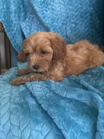 Dexter, a male Maltipoo for sale in Fort Walton Beach, FL – 6 of 9