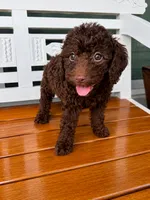 Hershey, a male Cavapoo for sale in Fort Walton Beach, FL – 2 of 7