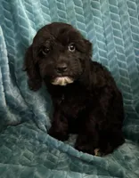 Millie, a female Cavapoo for sale in Fayetteville, TN – 7 of 10