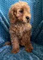 Rusty, a male Cavapoo for sale in Fayetteville, TN – 5 of 10