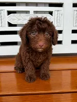 Hershey, a male Cavapoo for sale in Fort Walton Beach, FL – 5 of 7