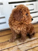 Sid, a male Poodle - Miniature  for sale in Fort Walton Beach, FL – Photo 9 of 10