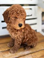 Sid, a male Poodle - Miniature  for sale in Fort Walton Beach, FL – Photo 2 of 10