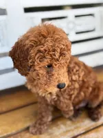 Sid, a male Poodle - Miniature  for sale in Fort Walton Beach, FL – Photo 1 of 10