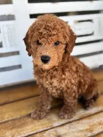 Sid, a male Poodle - Miniature  for sale in Fort Walton Beach, FL – Photo 5 of 10