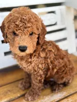 Sid, a male Poodle - Miniature  for sale in Fort Walton Beach, FL – Photo 6 of 10