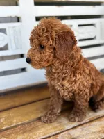 Sid, a male Poodle - Miniature  for sale in Fort Walton Beach, FL – Photo 8 of 10