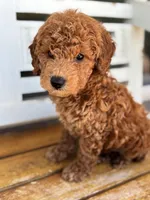 Sid, a male Poodle - Miniature  for sale in Fort Walton Beach, FL – Photo 7 of 10