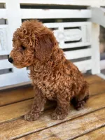 Sid, a male Poodle - Miniature  for sale in Fort Walton Beach, FL – Photo 10 of 10