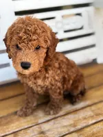 Sid, a male Poodle - Miniature  for sale in Fort Walton Beach, FL – Photo 4 of 10