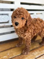 Sid, a male Poodle - Miniature  for sale in Fort Walton Beach, FL – Photo 3 of 10