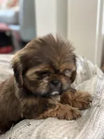 Roscoe , a male Cavalier King Charles Spaniel and Shih Tzu for sale in Fort Walton Beach, FL – Photo 5 of 10