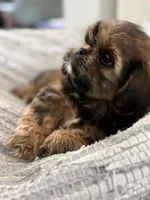 Roscoe , a male Cavalier King Charles Spaniel and Shih Tzu for sale in Fort Walton Beach, FL – Photo 1 of 10