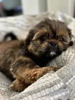 Roscoe , a male Cavalier King Charles Spaniel and Shih Tzu for sale in Fort Walton Beach, FL – Photo 2 of 10