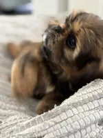 Roscoe , a male Cavalier King Charles Spaniel and Shih Tzu for sale in Fort Walton Beach, FL – Photo 6 of 10