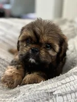 Roscoe , a male Cavalier King Charles Spaniel and Shih Tzu for sale in Fort Walton Beach, FL – Photo 3 of 10