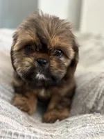 Roscoe , a male Cavalier King Charles Spaniel and Shih Tzu for sale in Fort Walton Beach, FL – Photo 10 of 10