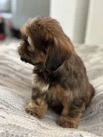 Roscoe , a male Cavalier King Charles Spaniel and Shih Tzu for sale in Fort Walton Beach, FL – Photo 8 of 10