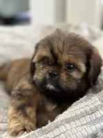 Roscoe , a male Cavalier King Charles Spaniel and Shih Tzu for sale in Fort Walton Beach, FL – Photo 4 of 10