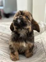 Roscoe , a male Cavalier King Charles Spaniel and Shih Tzu for sale in Fort Walton Beach, FL – Photo 9 of 10
