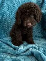 Truffles, a female Cavapoo for sale in Fort Walton Beach, FL – 1 of 6