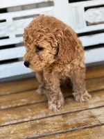 Jasper, a male Poodle - Miniature  for sale in Fort Walton Beach, FL – Photo 7 of 9