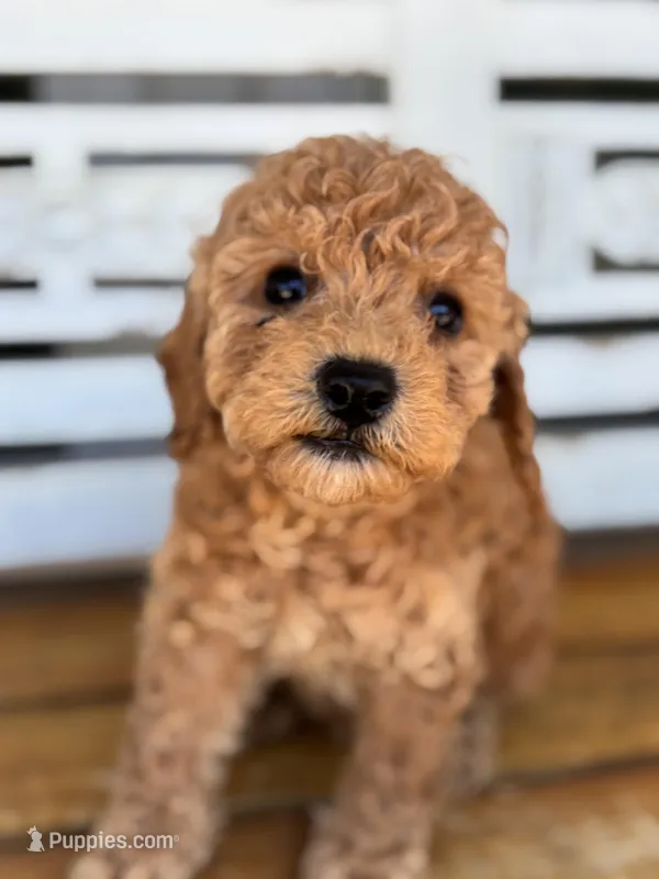 Jasper, a male Poodle - Miniature  for sale in Fort Walton Beach, FL – Photo 1 of 9
