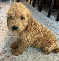 Jasper, a male Poodle - Miniature  for sale in Fort Walton Beach, FL – Photo 3 of 10