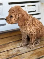 Jasper, a male Poodle - Miniature  for sale in Fort Walton Beach, FL – Photo 9 of 9