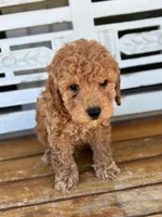 Jasper, a male Poodle - Miniature  for sale in Fort Walton Beach, FL – Photo 6 of 9