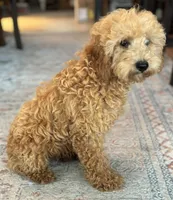 Jasper, a male Poodle - Miniature  for sale in Fort Walton Beach, FL – 2 of 10