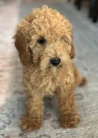 Jasper, a male Poodle - Miniature  for sale in Fort Walton Beach, FL – Photo 2 of 10