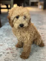 Jasper, a male Poodle - Miniature  for sale in Fort Walton Beach, FL – 10 of 10