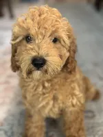 Jasper, a male Poodle - Miniature  for sale in Fort Walton Beach, FL – Photo 4 of 10