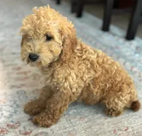 Jasper, a male Poodle - Miniature  for sale in Fort Walton Beach, FL – Photo 7 of 10