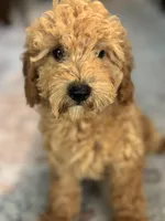 Jasper, a male Poodle - Miniature  for sale in Fort Walton Beach, FL – Photo 1 of 10