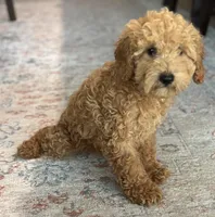 Jasper, a male Poodle - Miniature  for sale in Fort Walton Beach, FL – Photo 10 of 10