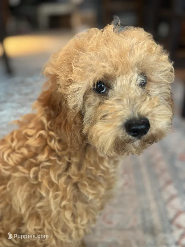 Jasper – Poodle - Miniature  puppy for sale in Fort Walton Beach, FL