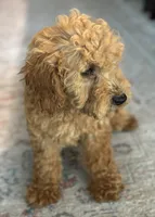 Jasper, a male Poodle - Miniature  for sale in Fort Walton Beach, FL – Photo 9 of 10