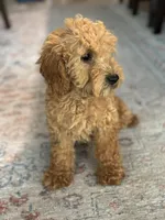 Jasper, a male Poodle - Miniature  for sale in Fort Walton Beach, FL – Photo 8 of 10