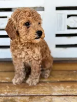 Jasper, a male Poodle - Miniature  for sale in Fort Walton Beach, FL – Photo 5 of 9