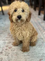 Jasper, a male Poodle - Miniature  for sale in Fort Walton Beach, FL – 5 of 10