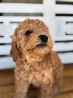 Jasper, a male Poodle - Miniature  for sale in Fort Walton Beach, FL – Photo 3 of 9