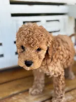 Jasper, a male Poodle - Miniature  for sale in Fort Walton Beach, FL – Photo 4 of 9