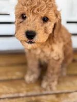 Jasper, a male Poodle - Miniature  for sale in Fort Walton Beach, FL – Photo 2 of 9