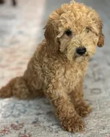 Jasper, a male Poodle - Miniature  for sale in Fort Walton Beach, FL – Photo 5 of 10