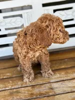 Jasper, a male Poodle - Miniature  for sale in Fort Walton Beach, FL – Photo 8 of 9