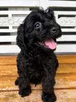 Teddy, a male Cavapoo for sale in Fort Walton Beach, FL – 2 of 8