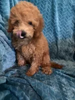 Jr, a male Poodle - Miniature  for sale in Fayetteville, TN – 10 of 10