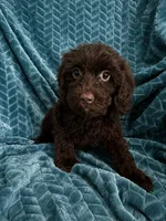 Truffles, a female Cavapoo for sale in Fort Walton Beach, FL – 6 of 6